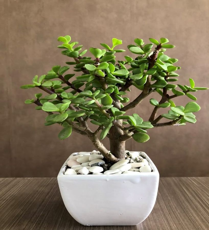 Jade Plant (Crassula ovata)